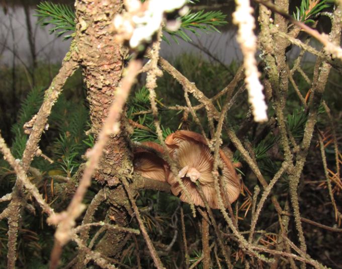 sieniä puussa.. kait orava laitellu kuivumaan..hyvin siististi ja tukevasti aseteltu..jpg