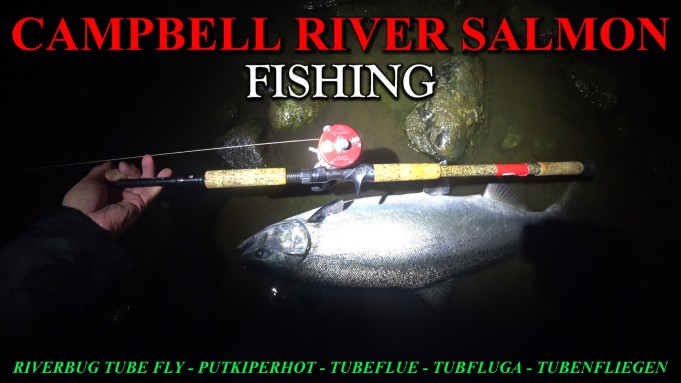 Campbell River testikalastus kingiä. #campbellriver #campbellriversalmon #putkiperhot #riverbug