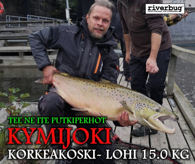 Korkeakoski lohi 15 kg. #riverbug #putkiperhot #kymijoki