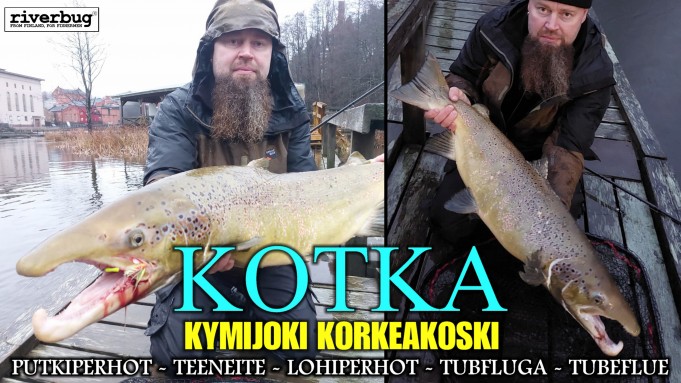 Kotka - Korkeakoski - Lohi. #korkeakoski #riverbug #putkiperhot #teeneite #kymijoki