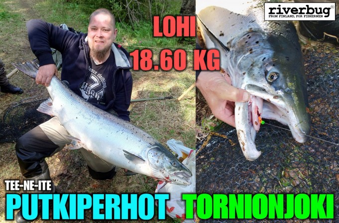 Lohi Tornionjoelta. #tornionjoki