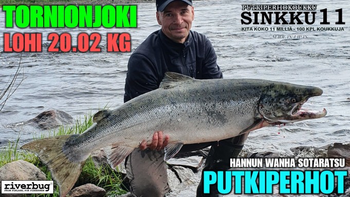Tornionjoki lohi 20 kg riverbug putkiperholla! #tornionjoki #putkiperhot